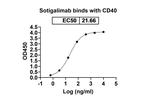 CD40 (Sotigalimab Biosimilar) Recombinant Human Monoclonal Antibody
