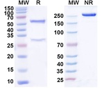Tamgiblimab Humanized Antibody in SDS-PAGE (SDS-PAGE)
