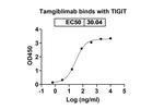 Tamgiblimab Humanized Recombinant Human Monoclonal Antibody
