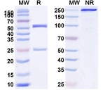 Tecaginlimab Humanized Antibody in SDS-PAGE (SDS-PAGE)