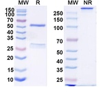 Teropavimab Humanized Antibody in SDS-PAGE (SDS-PAGE)