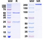 Theralizumab Humanized Antibody in SDS-PAGE (SDS-PAGE)