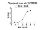 Tilogotamab Humanized Recombinant Human Monoclonal Antibody