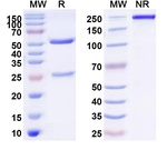 IL-33 (Torudokimab Biosimilar) Recombinant Human Monoclonal Antibody