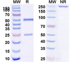 Tozorakimab Humanized Recombinant Human Monoclonal Antibody