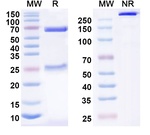 CA125/CD3 (Ubamatamab Biosimilar) Antibody in SDS-PAGE (SDS-PAGE)