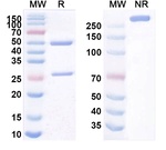 TSLP Receptor (Verekitug Biosimilar) Recombinant Human Monoclonal Antibody