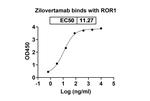 ROR1 (Zilovertamab Biosimilar) Recombinant Human Monoclonal Antibody