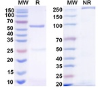 Canine IgG2, kappa Isotype Control in SDS-PAGE (SDS-PAGE)