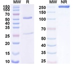 Human IgG1 (D265A) kappa Recombinant Isotype Control (HyHEL-10)