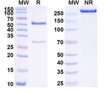 Human IgG1 (K214R, N297A) kappa Isotype Control in SDS-PAGE (SDS-PAGE)