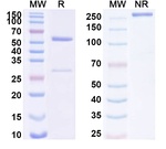 Human IgG1 (L234A , L235A) kappa Isotype Control in SDS-PAGE (SDS-PAGE)