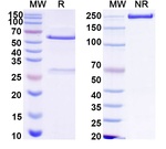 Human IgG1 LALAPG Isotype Control in SDS-PAGE (SDS-PAGE)