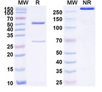 Human IgG1 (N297Q) kappa Isotype Control in SDS-PAGE (SDS-PAGE)