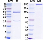 Human IgG1 (C-terminal Avitag) Recombinant Isotype Control (HyHEL-10)