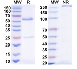Human IgG1, kappa Recombinant Isotype Control (5Vk2/37.7H)