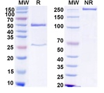 Human IgG1 Isotype Control in SDS-PAGE (SDS-PAGE)