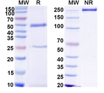 Human IgG1 LALA Recombinant Isotype Control (HyHEL-10)