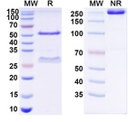 Human IgG1 lambda Recombinant Isotype Control (HyHEL-10)