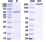 Human IgG3 Isotype Control in SDS-PAGE (SDS-PAGE)