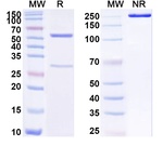 Human IgG3 lambda Isotype Control in SDS-PAGE (SDS-PAGE)