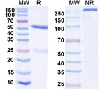 Human IgG4 (S228P) Isotype Control in SDS-PAGE (SDS-PAGE)