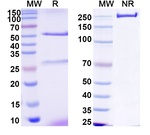 Human IgG4 (S228P) Recombinant Isotype Control (SAA0184)