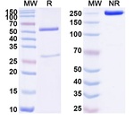 Human IgG4 (S228P, F234A, L235A) lambda Recombinant Isotype Control (HyHEL-10)