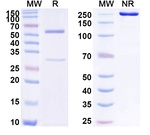 Human IgG4 (S228P, R409K) kappa Isotype Control in SDS-PAGE (SDS-PAGE)