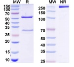 Mouse IgG1 Isotype Control in SDS-PAGE (SDS-PAGE)