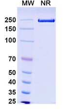 Mouse IgG1 (Silence) kappa Isotype Control in SDS-PAGE (SDS-PAGE)