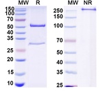 Mouse IgG2a Isotype Control in SDS-PAGE (SDS-PAGE)