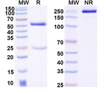 Mouse IgG2c Recombinant Isotype Control (HyHEL-10)