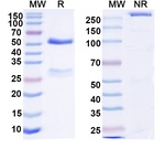 Mouse IgG3 kappa Recombinant Isotype Control (MG3-35)