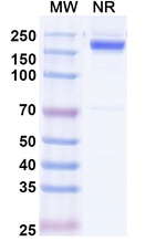 Rabbit IgG Recombinant Isotype Control (HyHEL-10)
