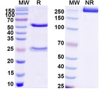 Rat IgG2b Isotype Control in SDS-PAGE (SDS-PAGE)