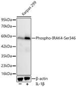Phospho-IRAK4 (Ser346) Antibody in Western Blot (WB)