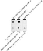 Cy5 Recombinant Rabbit Monoclonal Antibody (0K5H10)