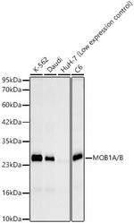 MOB1A/B Recombinant Rabbit Monoclonal Antibody (5B8X6)