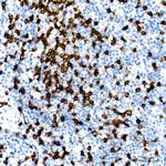 CD8 Antibody in Immunohistochemistry (Paraffin) (IHC (P))