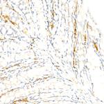 F4/80 Antibody in Immunohistochemistry (Paraffin) (IHC (P))