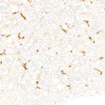 F4/80 Antibody in Immunohistochemistry (Paraffin) (IHC (P))