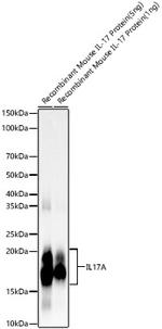 IL-17A Antibody in Western Blot (WB)
