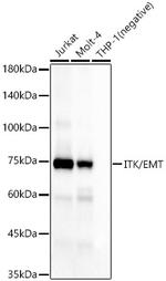 ITK Recombinant Rabbit Monoclonal Antibody (7K2Z9)
