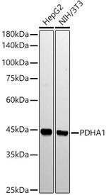 PDHA1 Recombinant Rabbit Monoclonal Antibody (5N5W8)