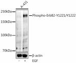 Phospho-ErbB2 (HER-2) (Tyr1221, Tyr1222) Antibody in Western Blot (WB)