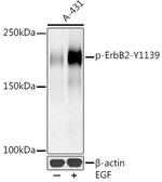 Phospho-ErbB2 (HER-2) (Tyr1139) Antibody in Western Blot (WB)