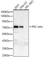 PKC zeta Recombinant Rabbit Monoclonal Antibody (4W9B9)
