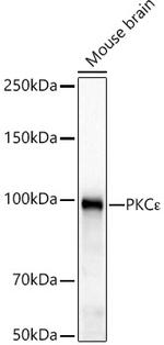PKC epsilon Antibody in Western Blot (WB)