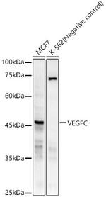 VEGFC Recombinant Rabbit Monoclonal Antibody (1A6T8)